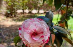 Casa 4 dorms 2 suites - localização perfeita no centrinho e rodeada de natureza - Foto 36