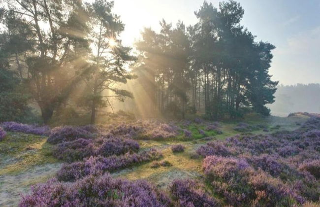 Bungalow in Veluwe Nature Park Retreat - Photo 40