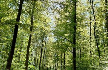 Fewo Waldtherme Relaxen, wandern, Radfahren - Foto 15