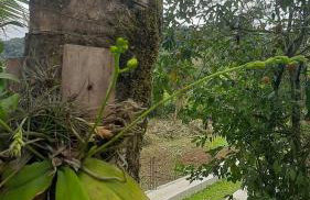 Rancho Esperança, pouso e comida a lenha - Foto 32