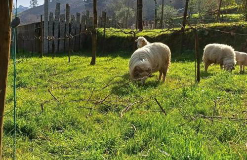 Moinhos Carvalhas - Foto 28