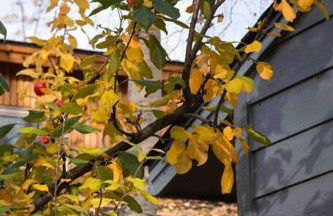 Fireweed Gardens in Roger’s Park - Photo 9