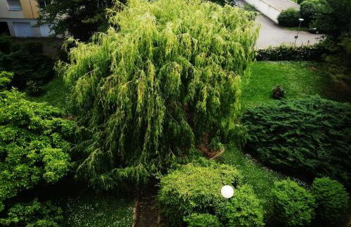 P' TI ECRIN DE VERDURE - Foto 6