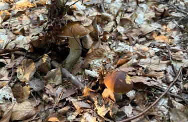 Łąkowy Zakątek Rybakowo - Foto 26