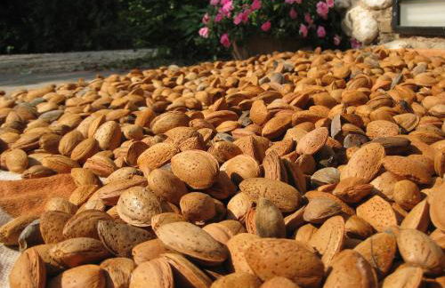 Agriturismo Campagnoletto - Foto 26