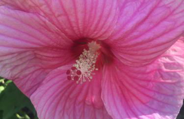 Villa Georges - Foto 27