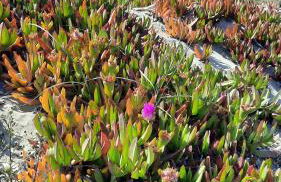 Location appartement les pieds dans l'eau, Résidence Aqua Linda à Poggio-Mezzana - Foto 58