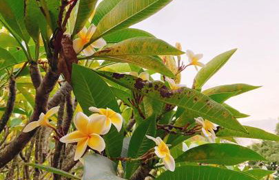 Sítio Pand'Oro - Foto 21