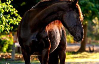 Cozy Rustic Cabin on a Working Horse Ranch for a Unique Getaway in Granite Bay, California - Foto 15