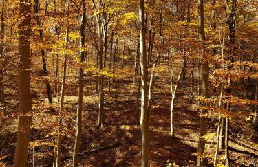 Swaying Pines Cabin w/EV Charger - Foto 38