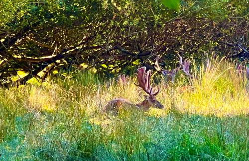 Jungle lodge - Photo 25