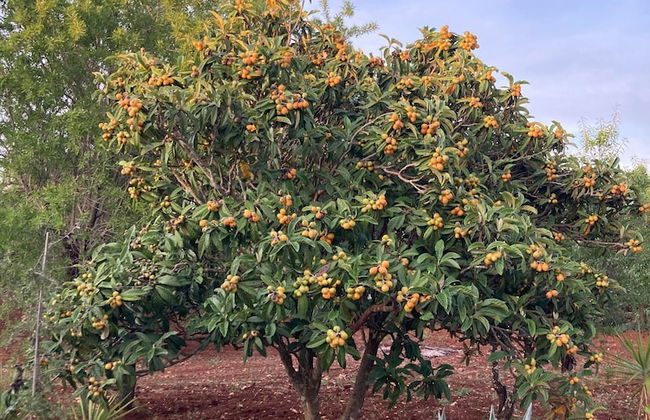 Trulli Mimosa by Pugliadamare - Foto 74