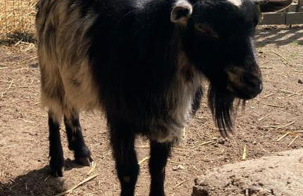 L'Escapade Gite cosy avec SPA et mini ferme - Foto 15