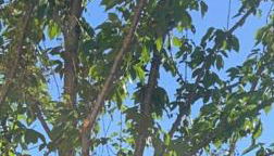 Villa La caroline 2 - Foto 2