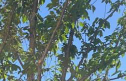 Villa La caroline 2 - Foto 2