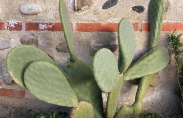 Mas Catalan - Foto 35