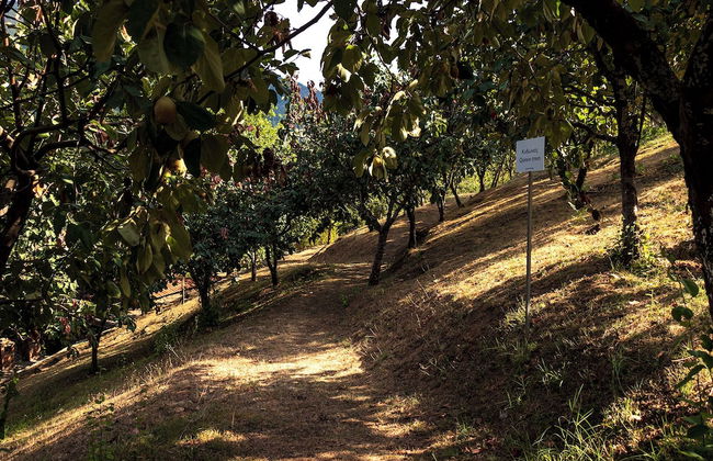 Ktima Bellou - Foto 32