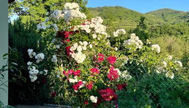 Villa Romeo - the suitable one! - Photo 4