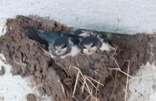 Ferienwohnung ehemalige Revierförsterei "uns Lütt" - Photo 20