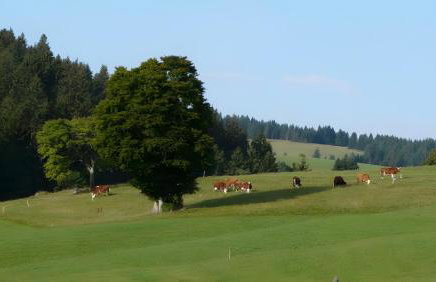 Reesbauernhof - Fewo Abendrot - Photo 11