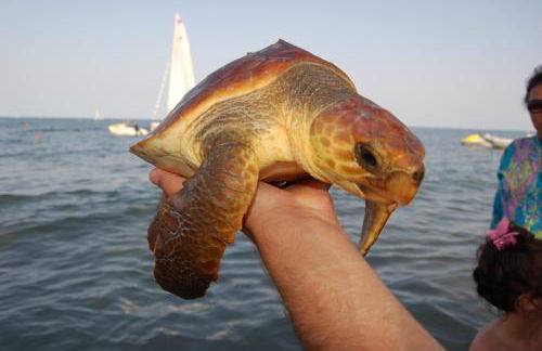 Corallo Vacanze - Foto 33