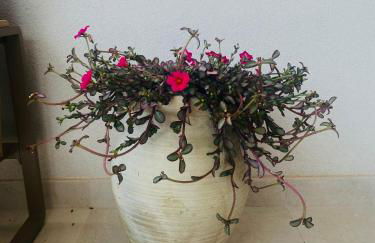 Villa Clori - Foto 38