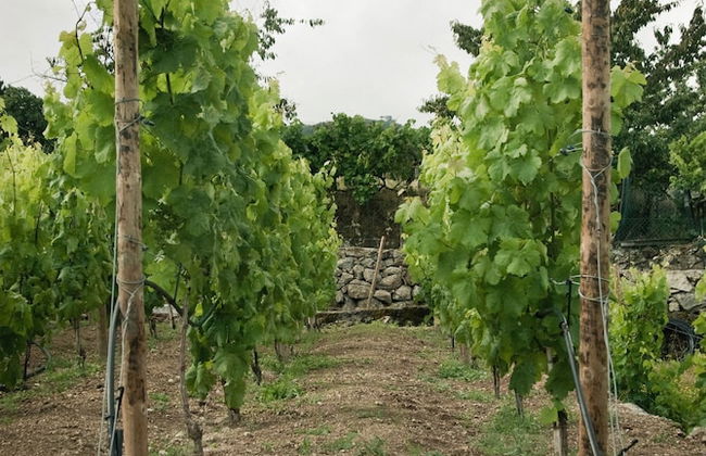 Vald'arêgos Douro Turismo Rural - Foto 37