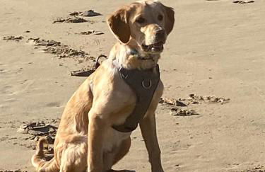 Unique luxurious cabin on sea view working croft - Photo 36