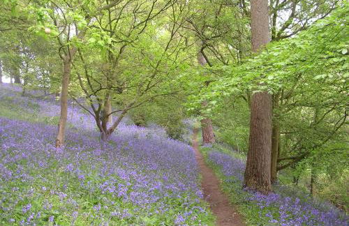 Cinnamon Cottage Newcastle Emlyn - Photo 10