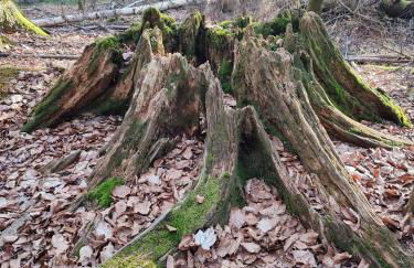 Ferienwohnung 37 Sonnenwald - Foto 48