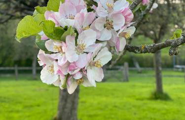 The Apple Shed - cosy cabin nestled in orchard in rural Devon - Foto 29