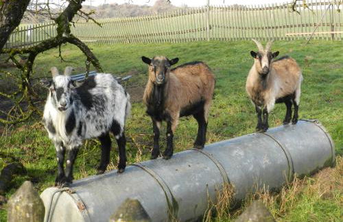 Wampendobler Paradies - Foto 25