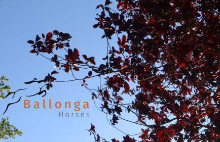 Touristic Ballonga Horses - Foto 26