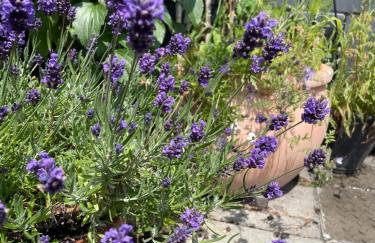 Epic Location, Views & Large Private Terrace - Photo 7