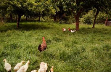 Agroturystyka u Babci - Photo 44