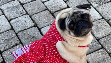 Rose Garden Studio - Foto 2