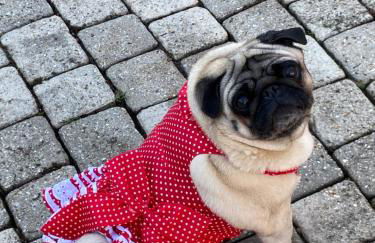 Rose Garden Studio - Foto 2