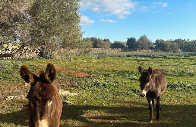 Finca Son Pieras - Foto 59
