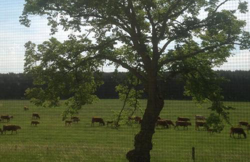 Urlaubsglück Familien- & Hunde-Paradies - Foto 28