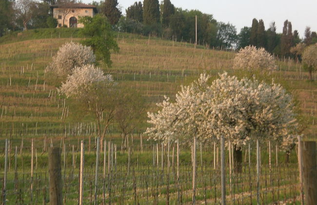 Agriturismo Colutta - Foto 11