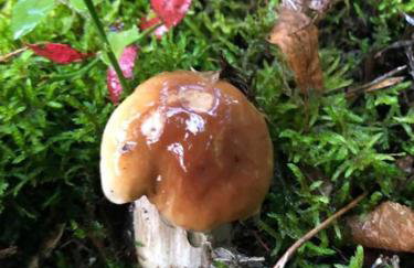 Lawendowa Malanówka - domek nad jeziorem - Foto 27