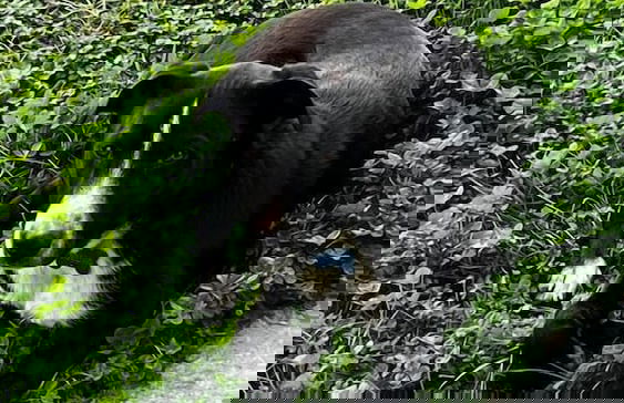 Cascina Ponchietta - Foto 39