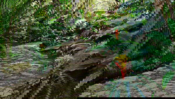 Jardin Botanique d’Acapulco