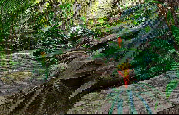 Tour por el Jardín Botánico de Acapulco - Foto 1