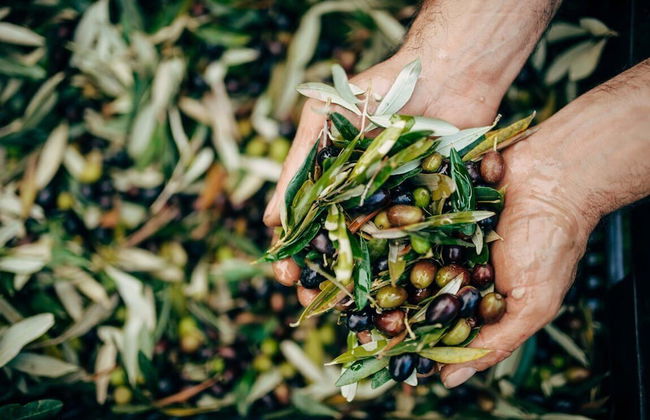 Agriturismo Borgo il Mezzanino - Foto 52