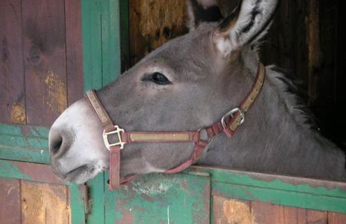 Agriturismo Fano's Farm - Foto 46