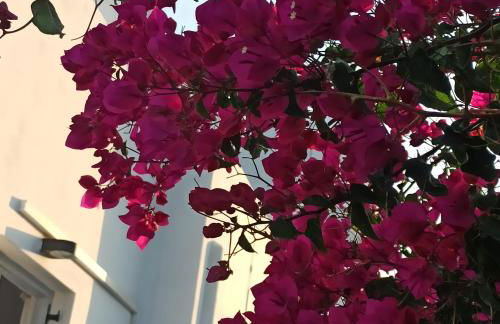 Isalos Paros - Photo 44