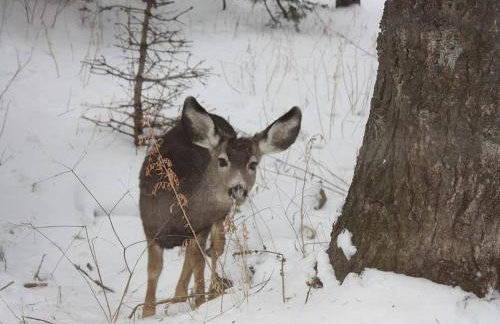 Treehouse On The Stream Sundance, Utah - Foto 54
