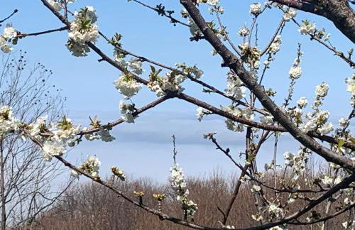 Pelion 7 Lives - Foto 2