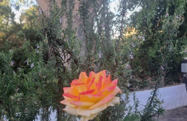 Finca Mamposo - Foto 17